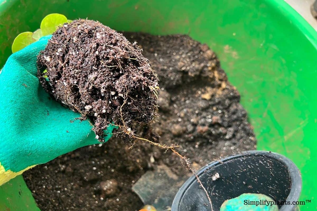 Do Fiddle Leaf Figs Like To Be Root Bound? (+ How To Fix It) » Simplify