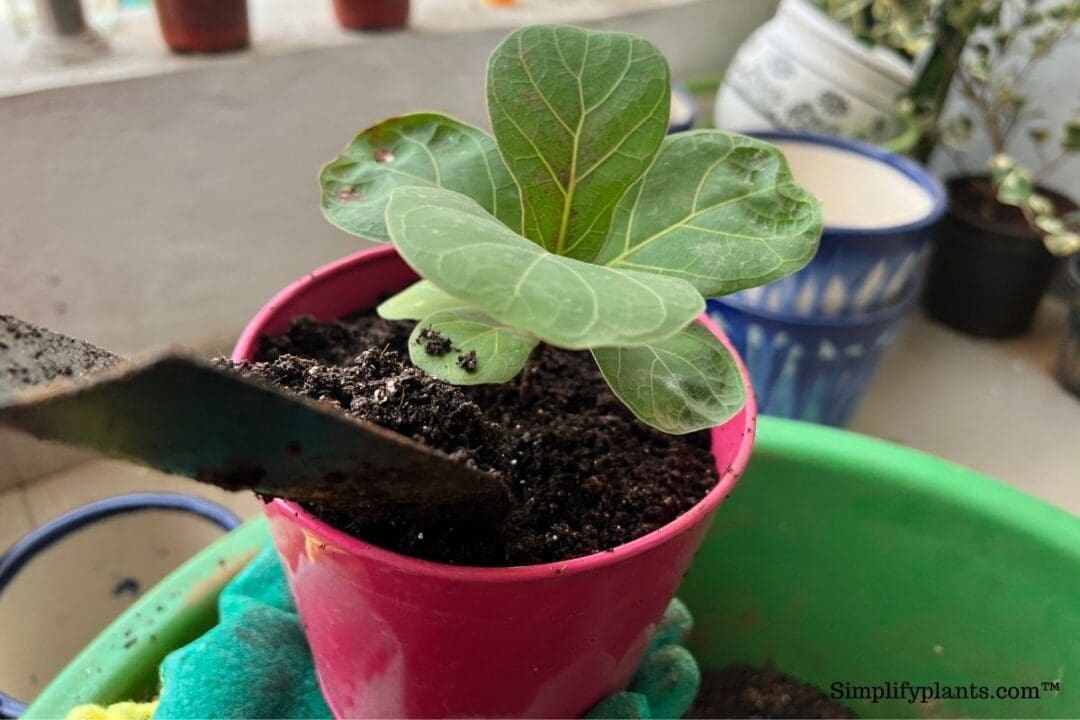 What Soil Is Best For Fiddle Leaf Fig? (+Making A Soil Mix) » Simplify