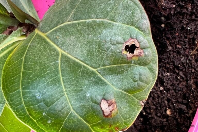 How To Treat Sunburn On Fiddle Leaf Fig?