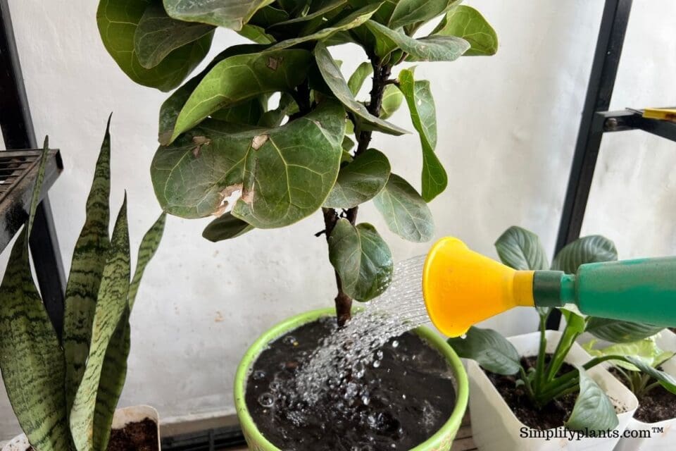 Why Is My Fiddle Leaf Fig Turning Yellow? (Causes+Solution) » Simplify