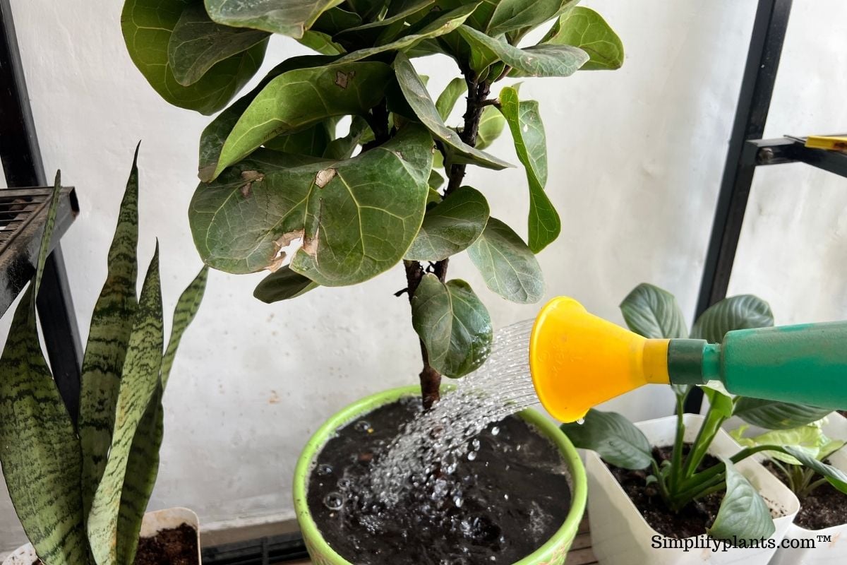 Top 10+ How fast do fiddle leaf figs grow 4 How Fast Do Fiddle Leaf Figs Grow?