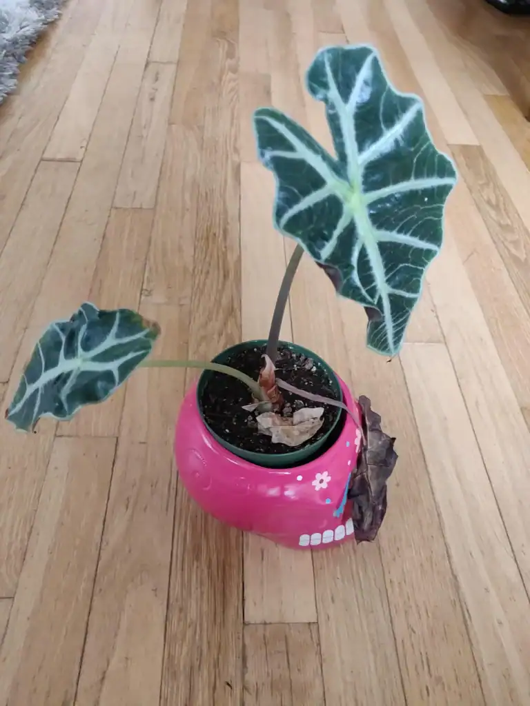 Alocasia Not Growing New Leaves