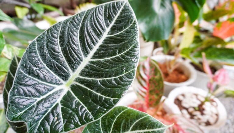 Alocasia humidity