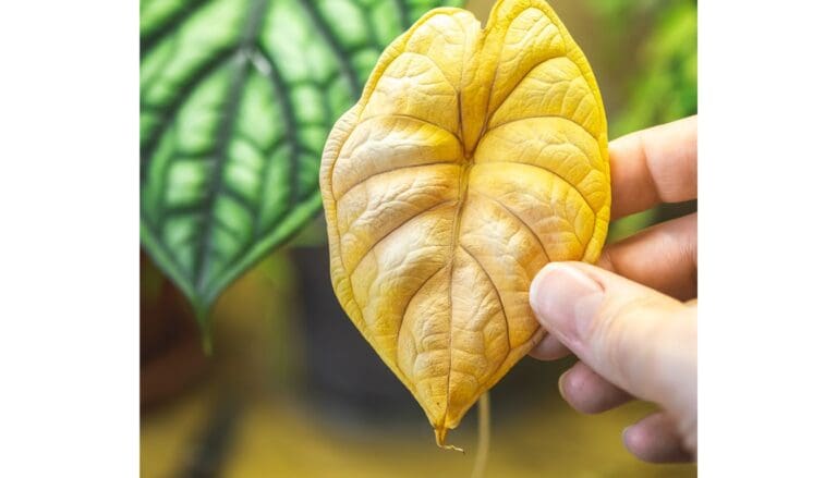 Alocasia leaves turning yellow