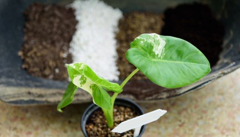 Alocasia plant diy soil mix