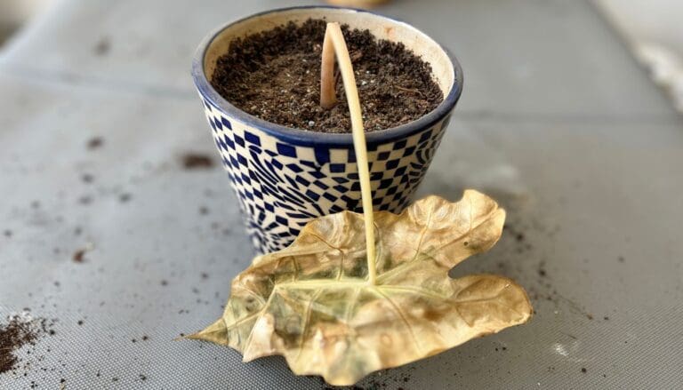 Alocasia plant dying (2)