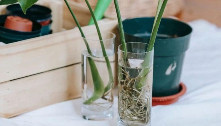 Alocasia plant grow in water