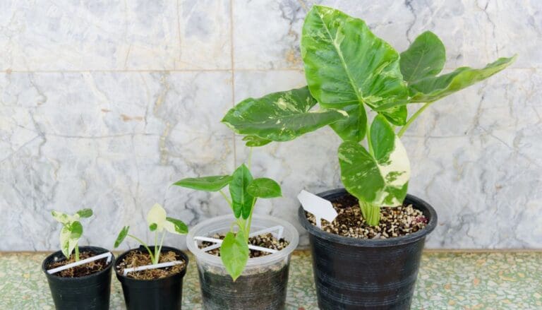 Alocasia plant growth rate