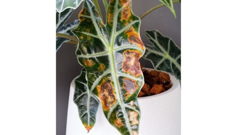 Alocasia plant leaf burn