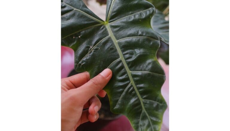 Alocasia plant leaves droopy
