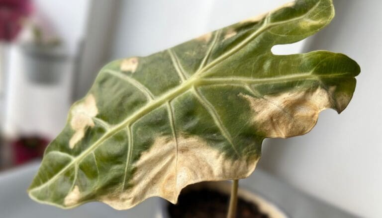 Alocasia plant leaves turning yellow