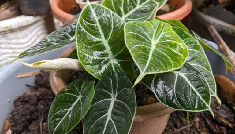 Alocasia plant new growth