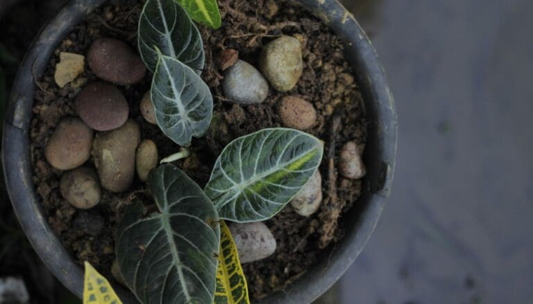 Alocasia plant kept in low light and not growing