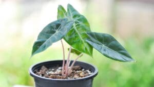 Alocasia Light Requirements How Much Sun Best Window Simplify Plants alocasia-light-requirements-how-much-sun-best-window-simplify-plants