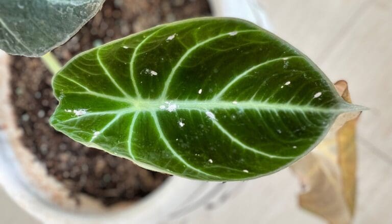 Alocasia plant pest