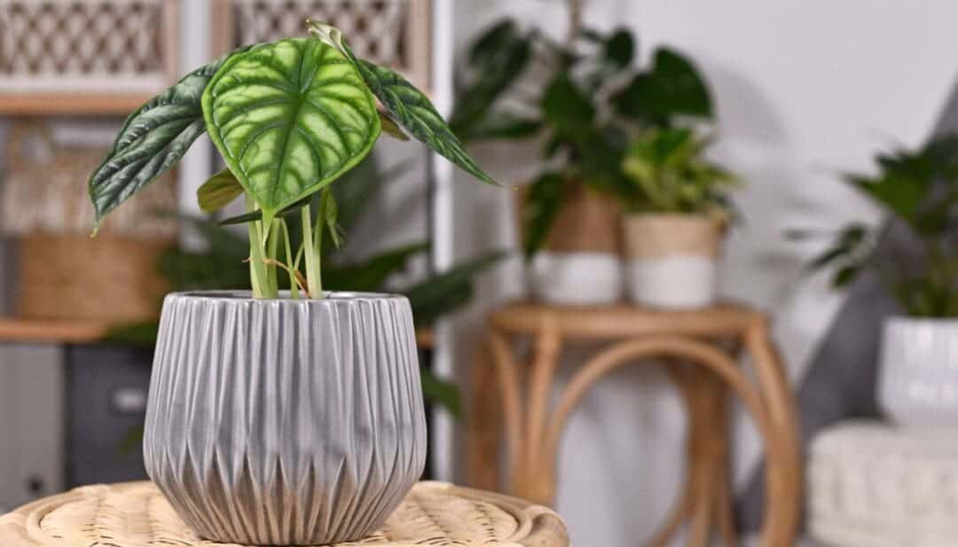 Is Alocasia Pet Safe? (Cats, Dogs, Small Animals) » Simplify Plants