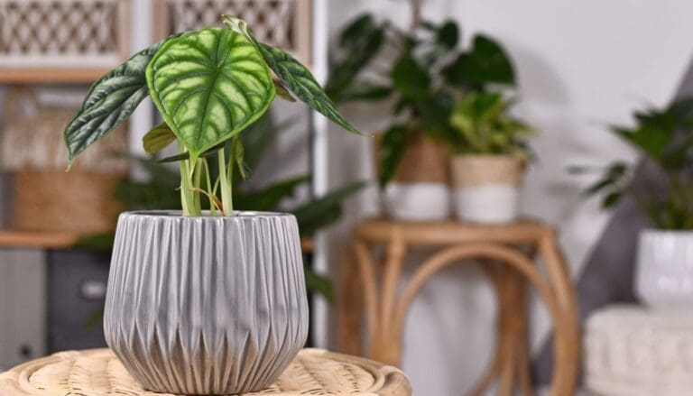 Alocasia plant placement