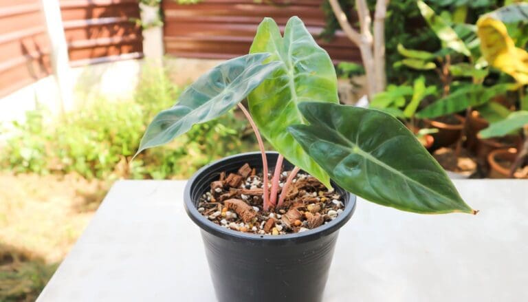 Alocasia plant temperature tolerance
