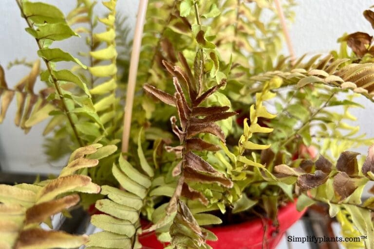 Why Is My Boston Fern Turning Black? (9 Causes+How To Fix)