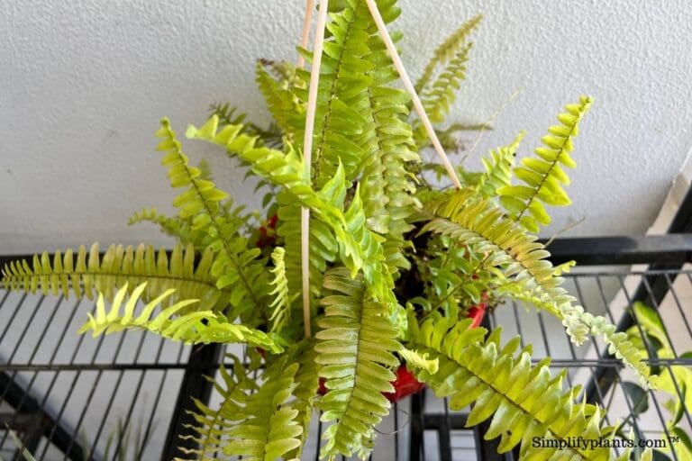 Boston fern light requirements