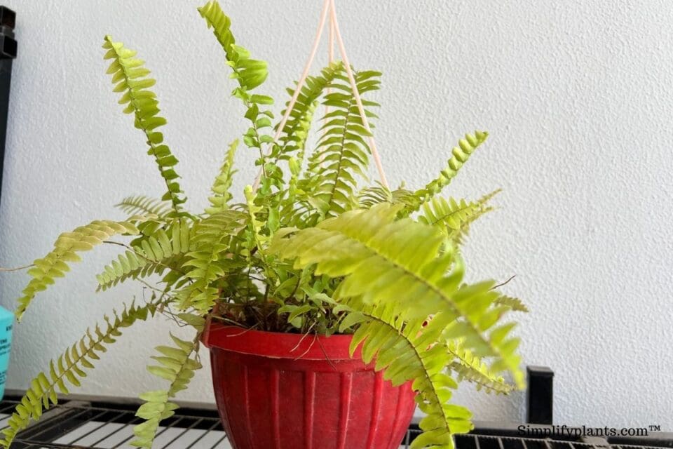 How Long Does A Boston Fern Live? (Will It Come Back) » Simplify Plants