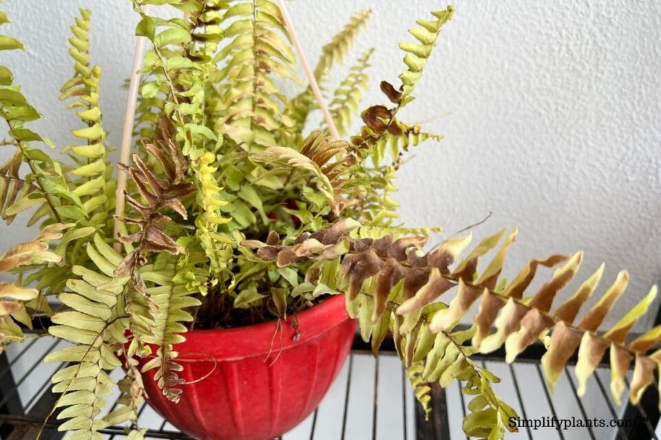 Should I Mist My Boston Fern? (How Often+Pros & Cons) » Simplify Plants