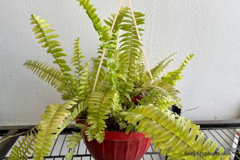 Boston fern care