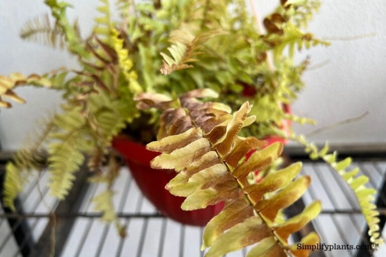 Why Is My Boston Fern Going Brown In The Middle? (Causes+Fix)