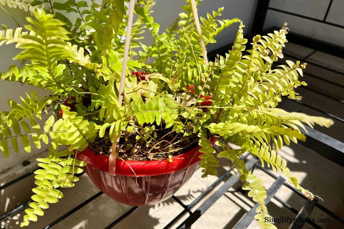 What Kind Of Lighting Does A Boston Fern Need? » Simplify Plants