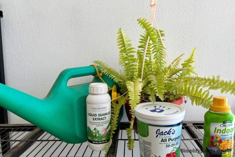 Boston fern fertilizer