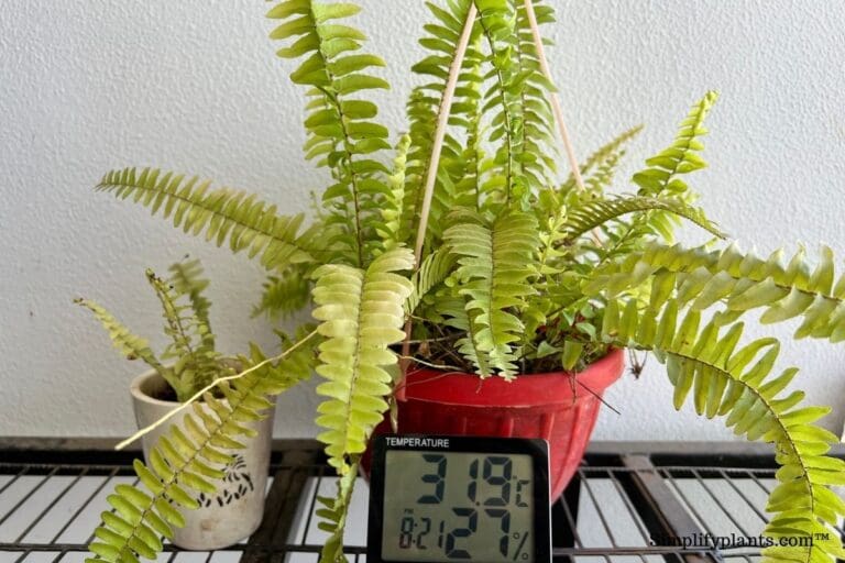 Boston fern high temperature
