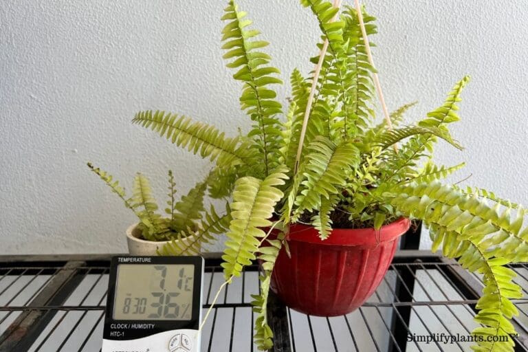 Boston fern low temperature