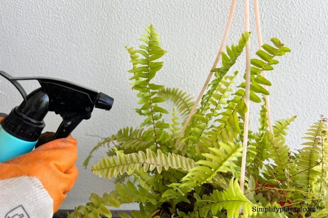 Should I Mist My Boston Fern? (How Often+Pros & Cons) » Simplify Plants