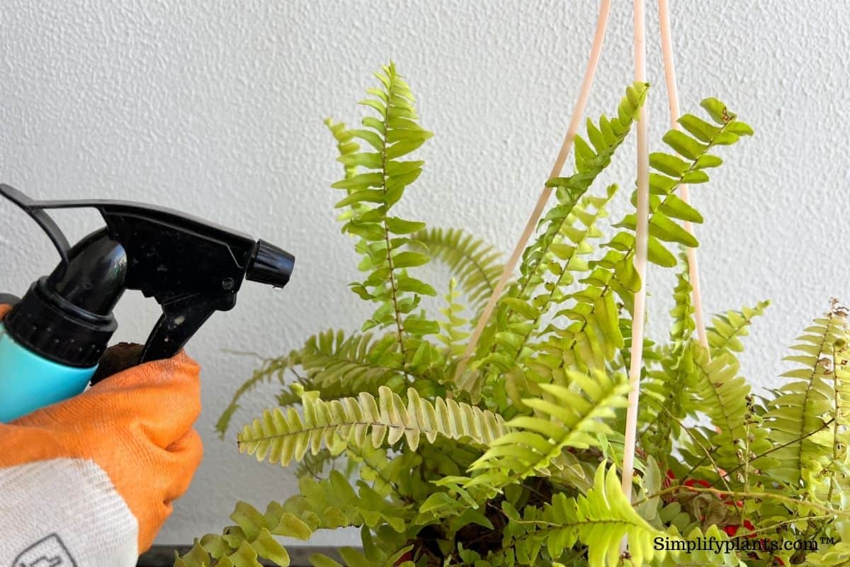 Should I Mist My Boston Fern? (How Often+Pros & Cons) » Simplify Plants