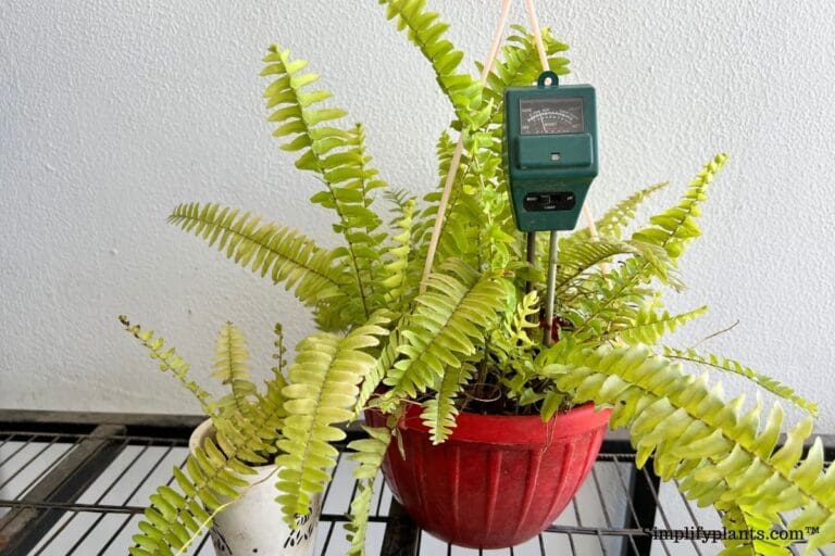 Boston fern moisture meter