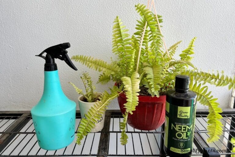 Boston fern neem oil