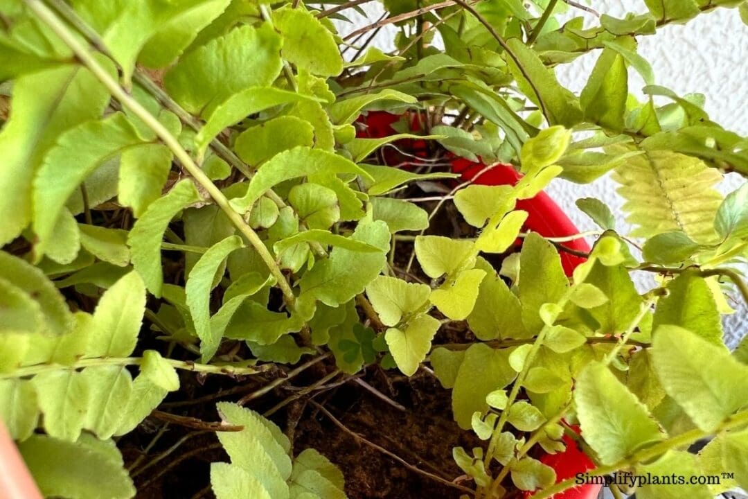 Do Boston Ferns Like Coffee Grounds? (Pros & Cons+How To Use