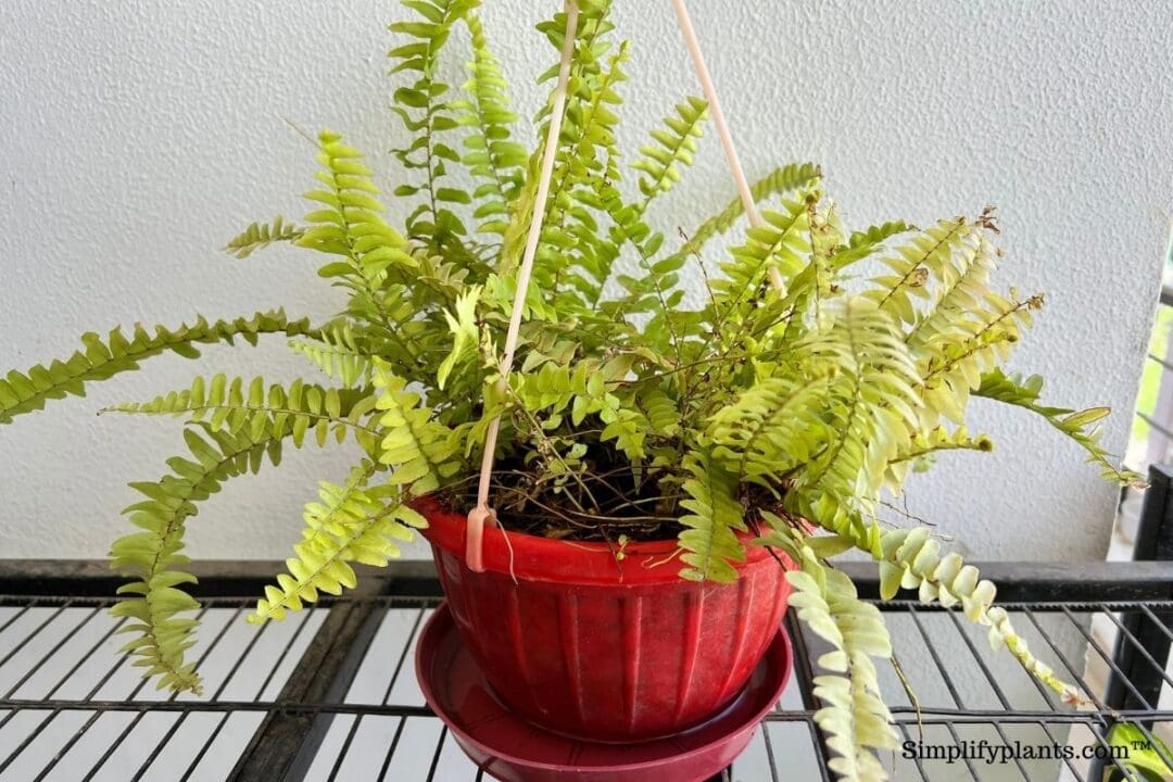 How To Water Boston Fern? (How Often, How Much & More) » Simplify Plants