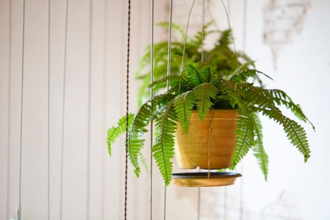 How To Bring Boston Fern Inside For Winter? » Simplify Plants