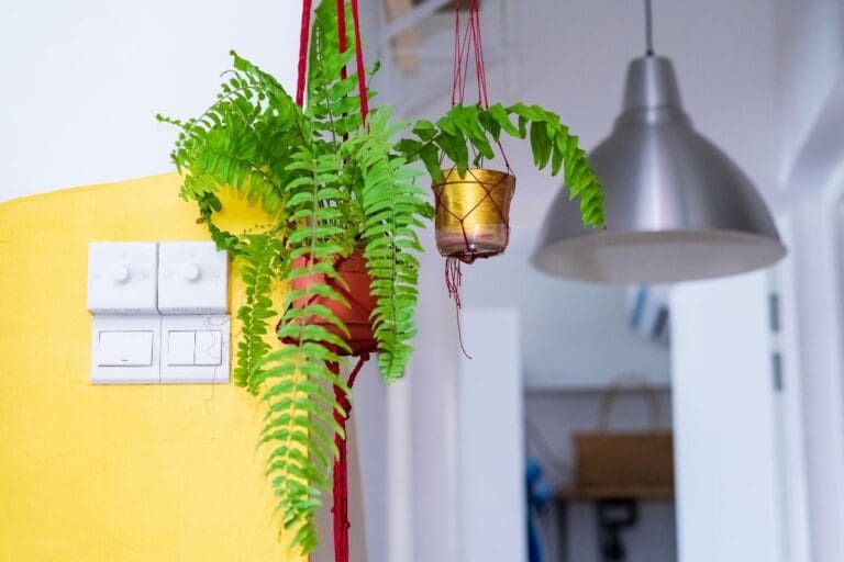 Why Is My Boston Fern Drooping? (9 Causes+How To Fix)