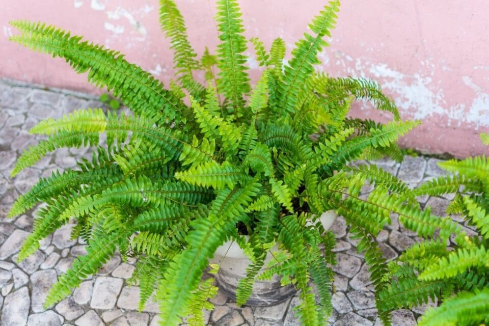 How To Bring Boston Fern Inside For Winter? » Simplify Plants