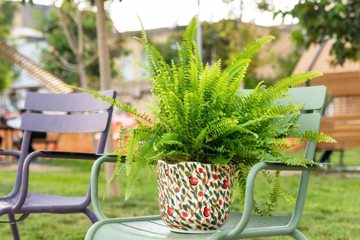 How To Bring Boston Fern Inside For Winter? » Simplify Plants