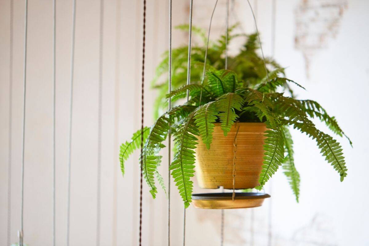 How To Bring Boston Fern Inside For Winter? » Simplify Plants