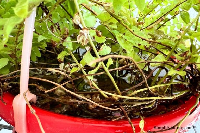 Boston fern root bound and poor drainage
