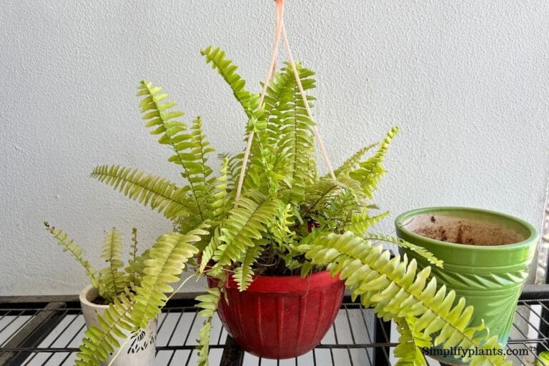 Boston fern pot types