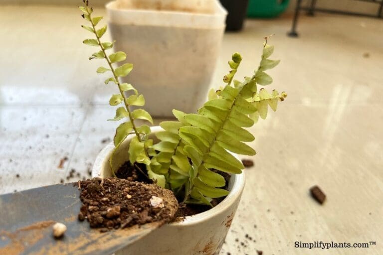 Boston fern soil propagation