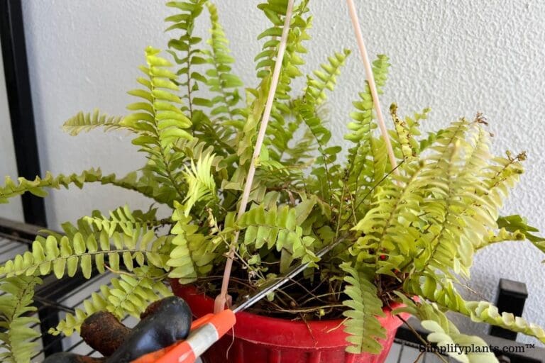 Boston fern pruning