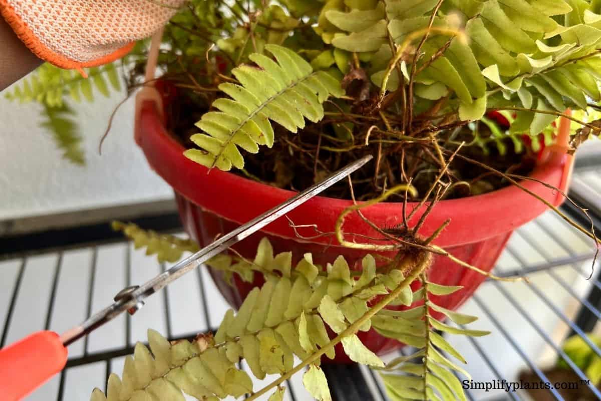 How To Propagate Boston Fern? (3 Methods+StepByStep Guide) » Simplify