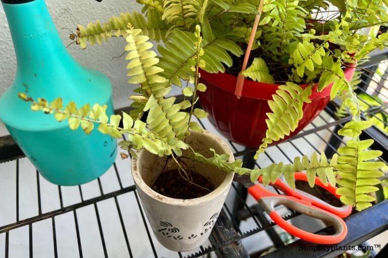 How To Propagate Boston Fern? (3 Methods+Step-By-Step Guide)