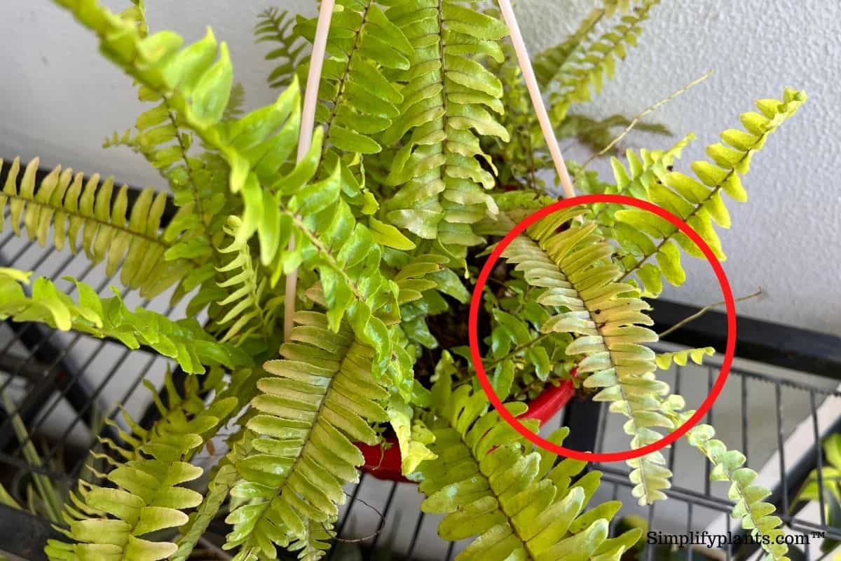 Do Boston Ferns Like To Be Root Bound? (+When To Repot) » Simplify Plants